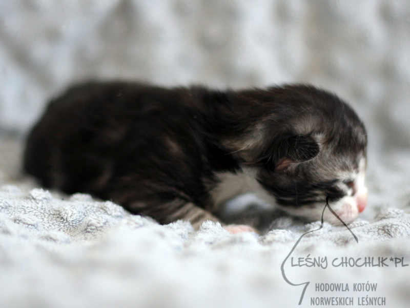 Kot norweski leśny Ebeko Leśny Chochlik*PL - 1 tydzień